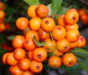 Ognik pomarańczowy Teton