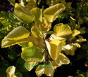 Perukowiec podolski Golden Spirit (Ancot)