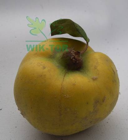 Pigwa jabłkowa Cydora Robusta
