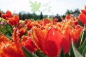 Tulipan Fabio dwubarwny 5szt