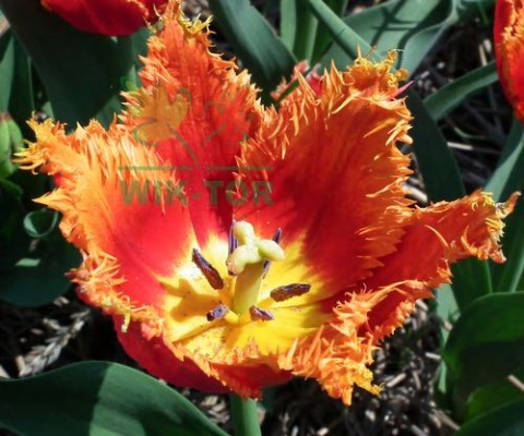 Tulipan strzępiasty Fabio 5szt