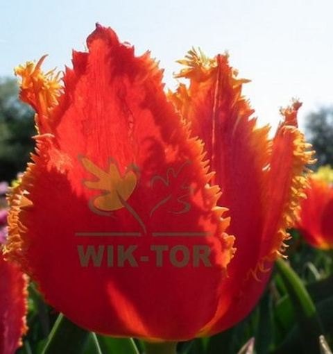 Tulipan strzępiasty Fabio 5szt