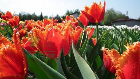 Tulipan strzępiasty Fabio 5szt