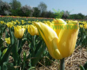 Tulipan Strong Gold żółty 5szt