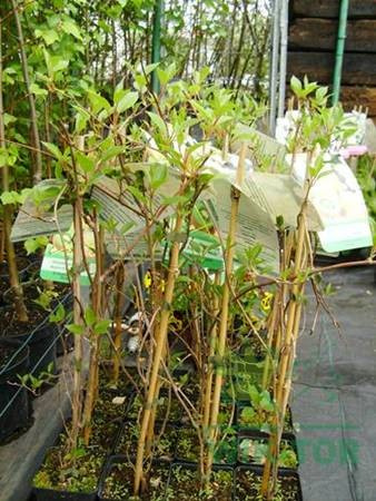 Aktinidia ostrolistna Weiki męska