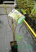 Aktinidia ostrolistna Weiki męska