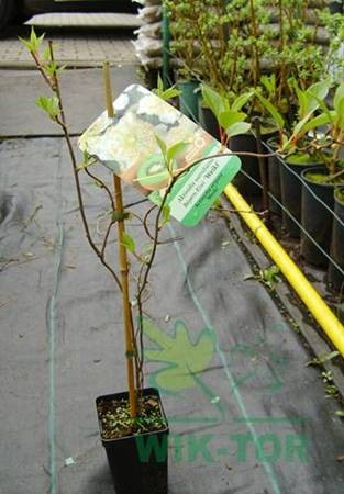 Aktinidia ostrolistna Weiki męska