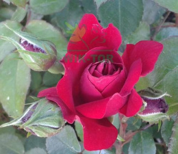 Róża pnąca Afrodyta