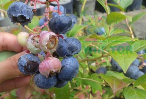 Gotowe podłoże do borówek 50l