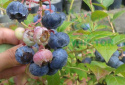 Hortifoska nawóz do borówek 3kg