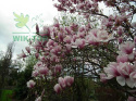 Nawóz do magnolii 1,2kg