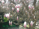 Nawóz do magnolii 1,2kg