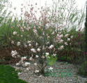 Nawóz do magnolii 1,2kg