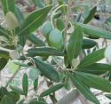 Nawóz do oliwek i oleandrów 250ml mineral żel