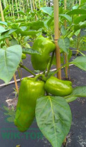 Nawóz do pomidorów i papryki 1,2kg Agrecol