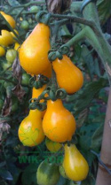 Nawóz do pomidorów i papryki 1,2kg Agrecol