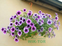 Nawóz do roślin kwitnących 1l mineral żel