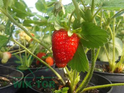 Magiczna siła nawóz do truskawek 350g
