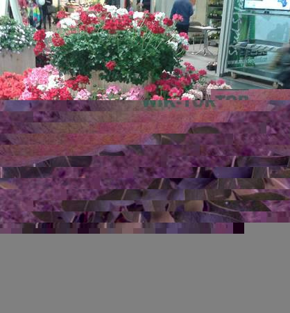 Azofoska 5kg nawóz uniwersalny Florovit