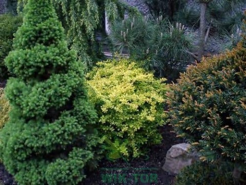 Humus active papka do iglaków 1,2l