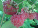 Fruktovit plus do owoców i warzyw 1l