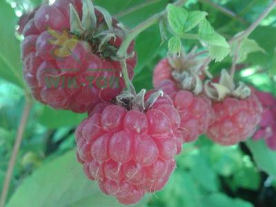 Fruktovit plus do owoców i warzyw 1l