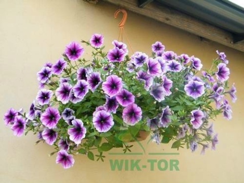 Humus active papka uniwersalny 1,2l