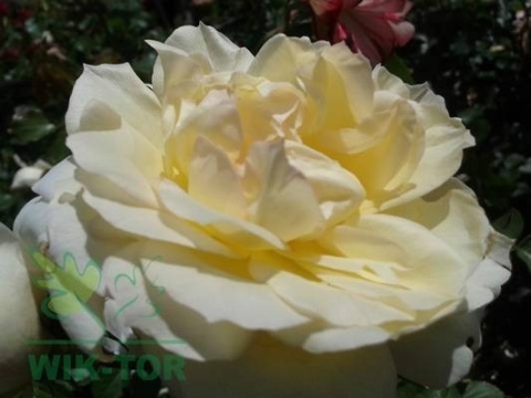 Humus active papka uniwersalny 1,2l