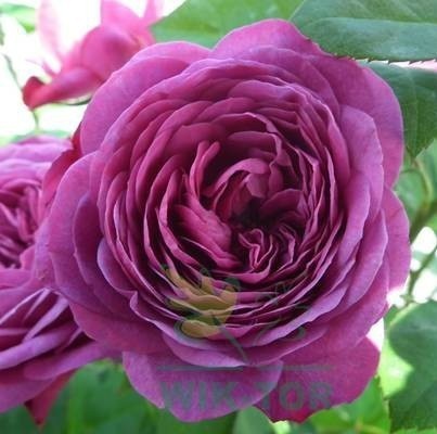 Humus active papka uniwersalny 1,2l