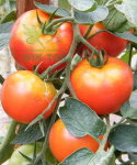 Magiczna siła nawóz do pomidorów 350g