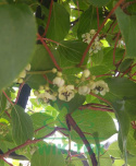 Aktinidia ostrolistna Weiki męska