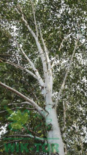 Brzoza pożyteczna Jacquemounta Betula