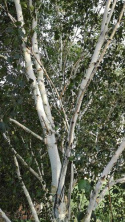 Brzoza pożyteczna Jacquemounta Betula