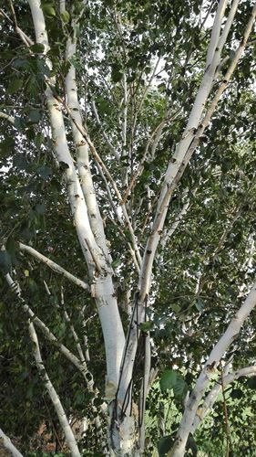 Brzoza pożyteczna Jacquemounta Betula