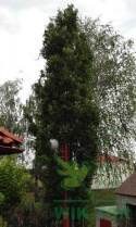 Dąb szypułkowy Fastigiata