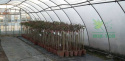 Folia ogrodnicza UV4 6m