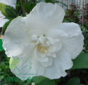 Ketmia syryjska Hibiskus biały pełny