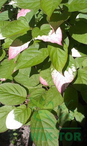 Aktinidia pstrolistna Sentybraskaya