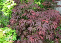 Klon palmowy Atropurpureum