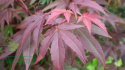 Klon palmowy Atropurpureum