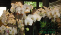 Odżywka do storczyków orchid strong 30ml