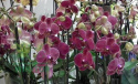 Odżywka do storczyków orchid strong 30ml