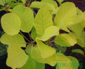 Perukowiec podolski Golden Spirit (Ancot)