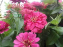 Nawóz płynnny do pelargonii i innych kwitnących 2,8kg Florovit