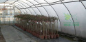 Folia ogrodnicza UV4 12m