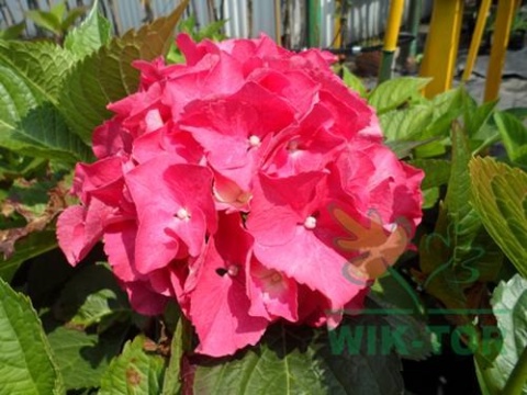 Nawóz zakwaszający 1kg Florovit