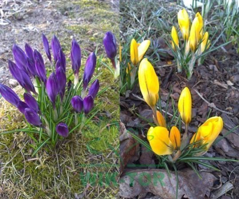 Krokus wielkokwiatowy fioletowy Flower Record 50szt
