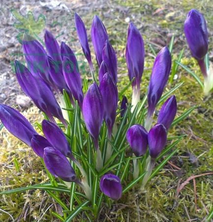 Krokus wielkokwiatowy fioletowy Flower Record 50szt