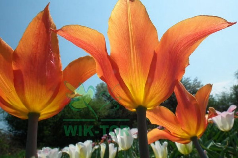 Tulipan Ballerina pomarańczowy 5szt