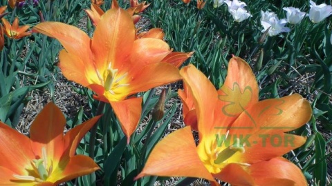 Tulipan Ballerina pomarańczowy 5szt